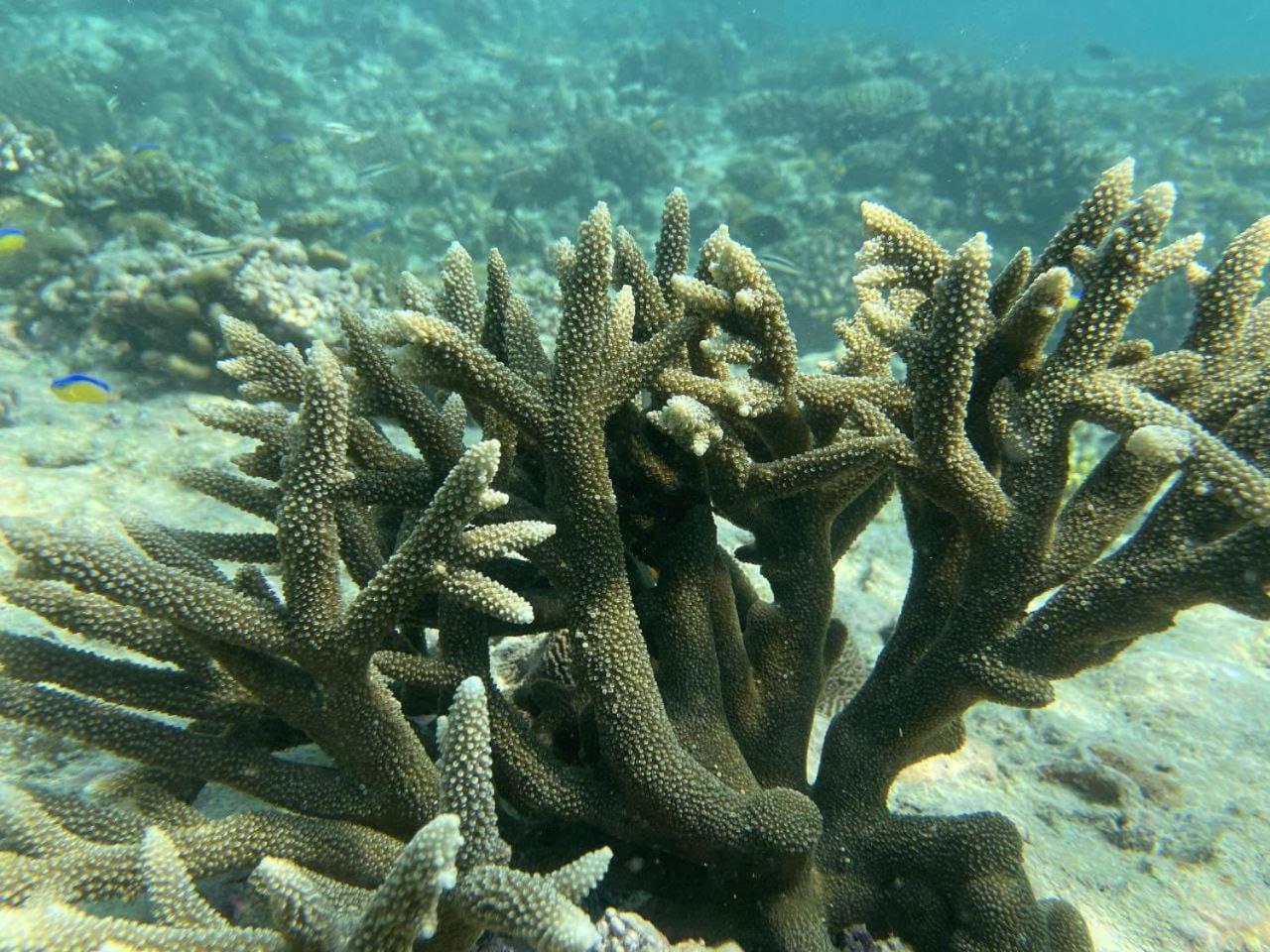 Mamello Beach Club Maldives Feridhoo المظهر الخارجي الصورة