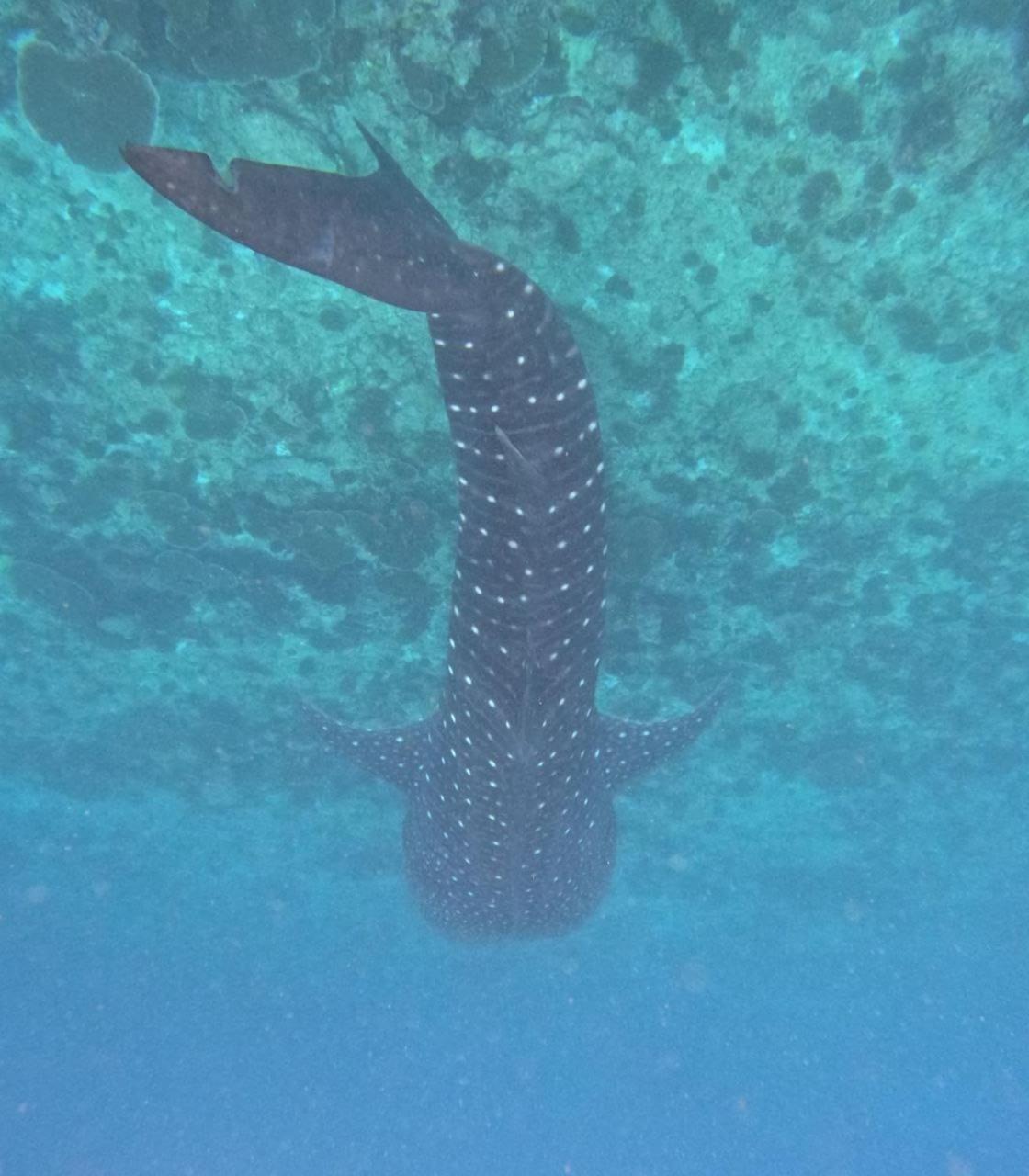 Mamello Beach Club Maldives Feridhoo المظهر الخارجي الصورة